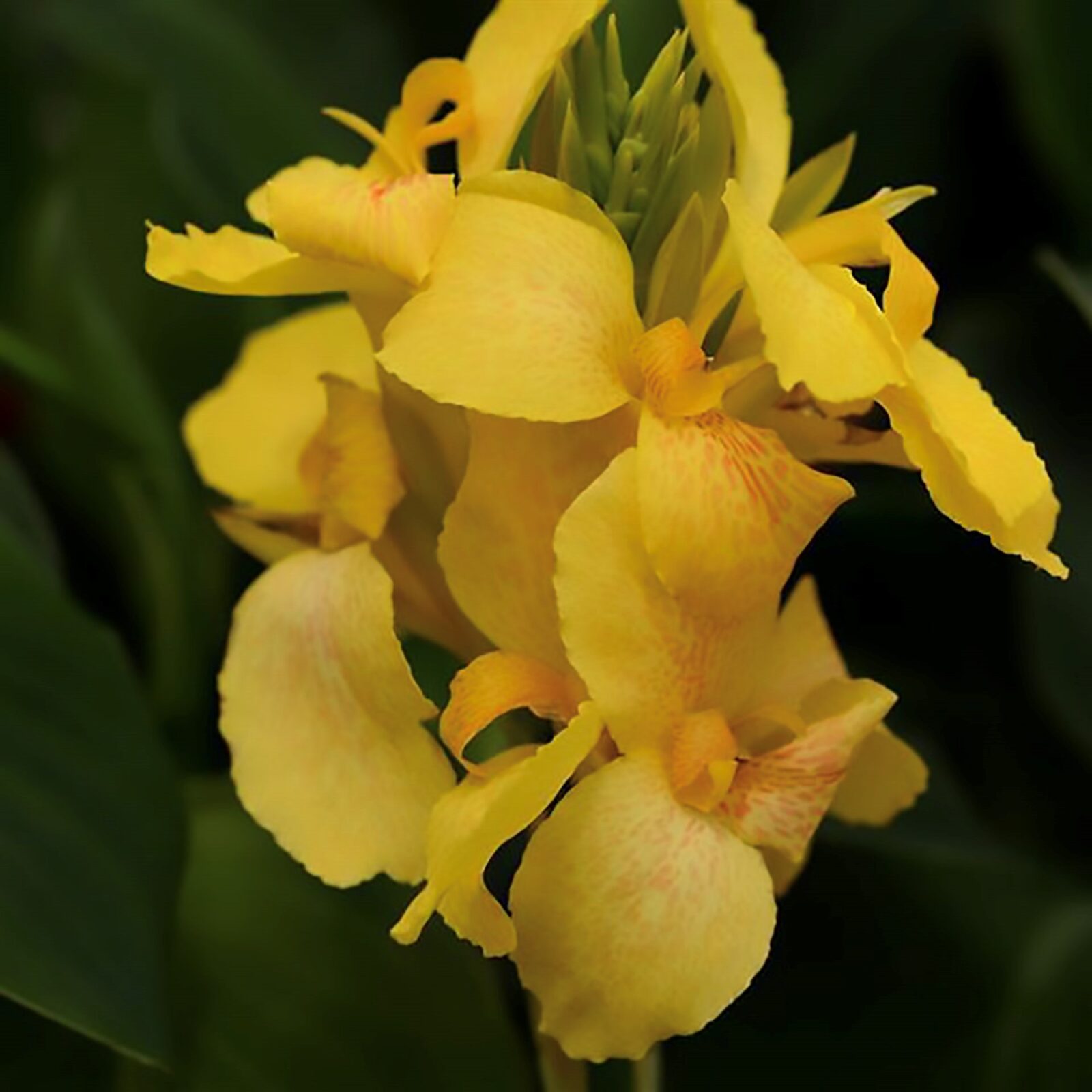 Avant Flora - Canna Cannova Yellow - Perennial