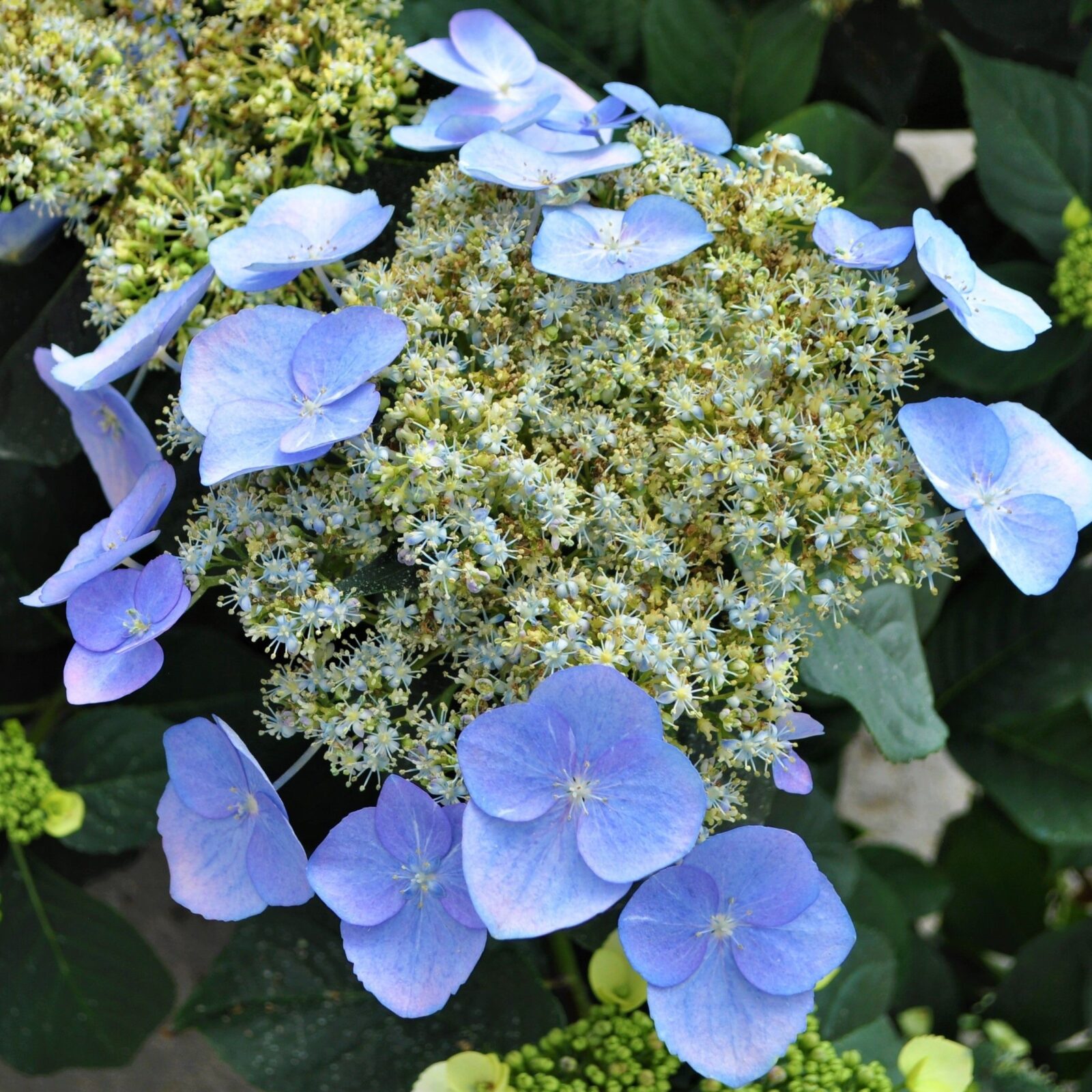 Avant Flora Game Changer Hydrangea Blue Perennial