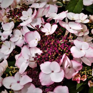 Avant Flora Game Changer Hydrangea Picotee Pink Perennial