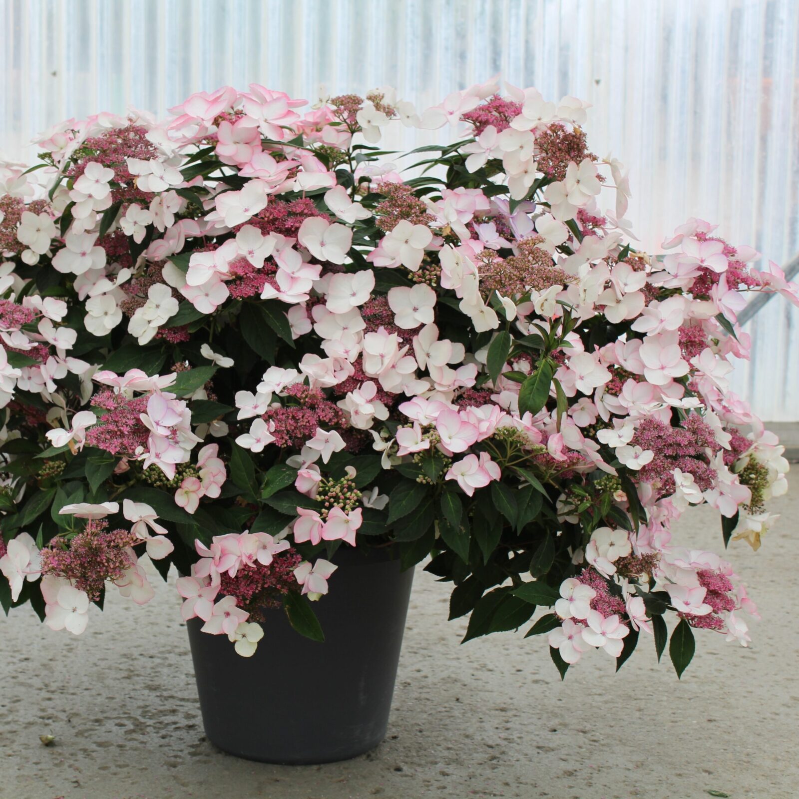 Avant Flora Game Changer Hydrangea Picotee Pink Perennial