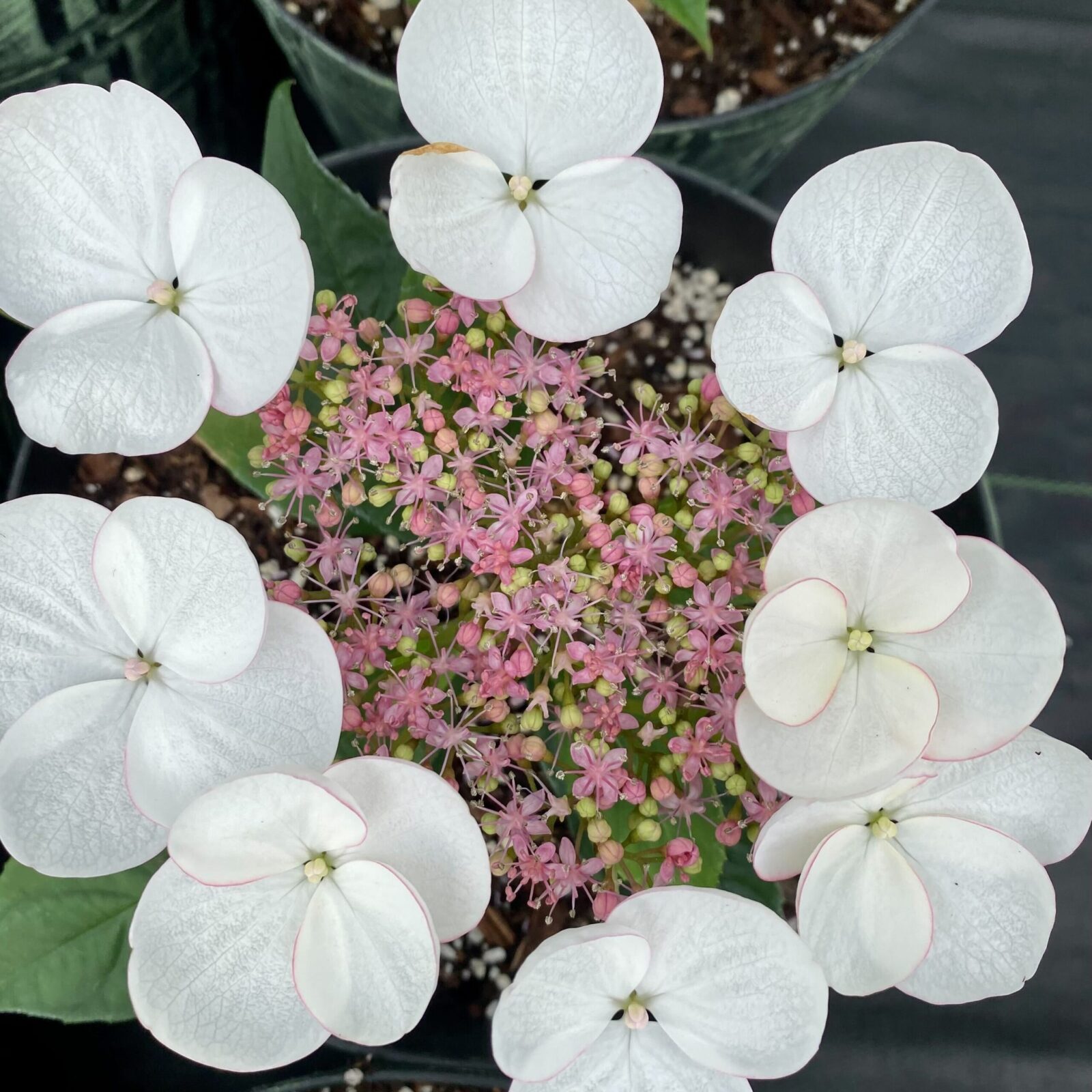 Avant Flora Game Changer Hydrangea White Perennial