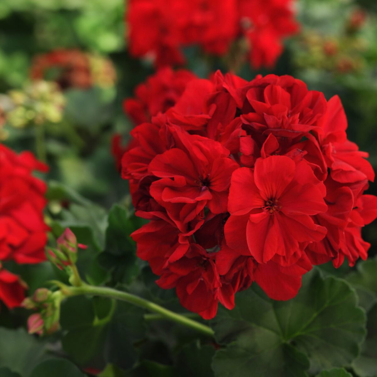 Fantasia Dark Red Geranium adding a luxurious dark red hue to a vibrant garden bed