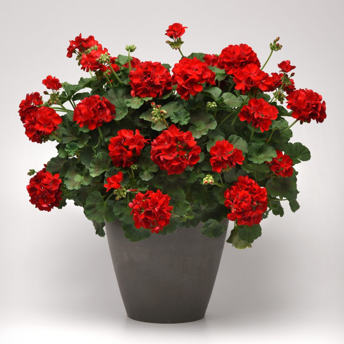 Elegant planting of the Fantasia Dark Red Geranium in a classic terracotta pot