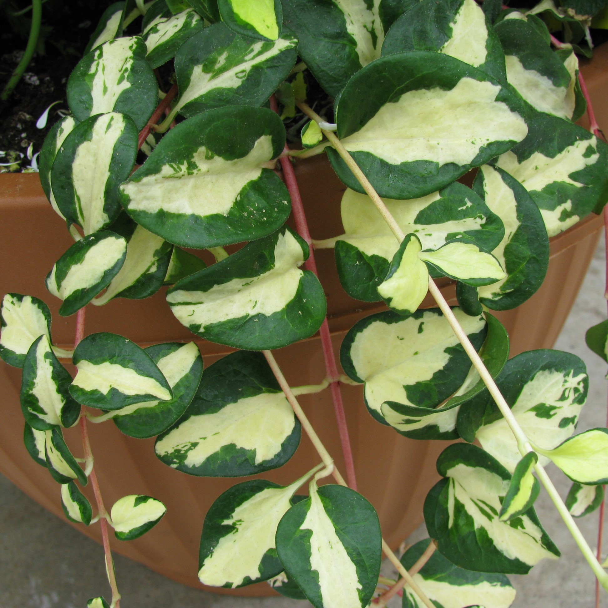 Lush Wojo's Jem Vinca Vine with its vibrant green and white variegated leaves