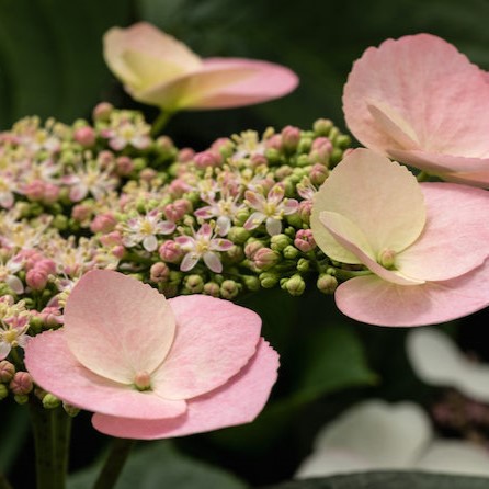 Soft Hydrangea Game Changer Shell Pink blossoms in full bloom