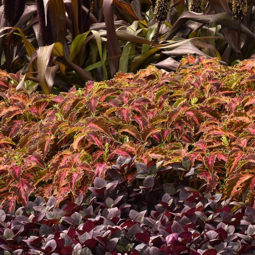 Close-up of vibrant Coral Candy Coleus leaves in garden bed