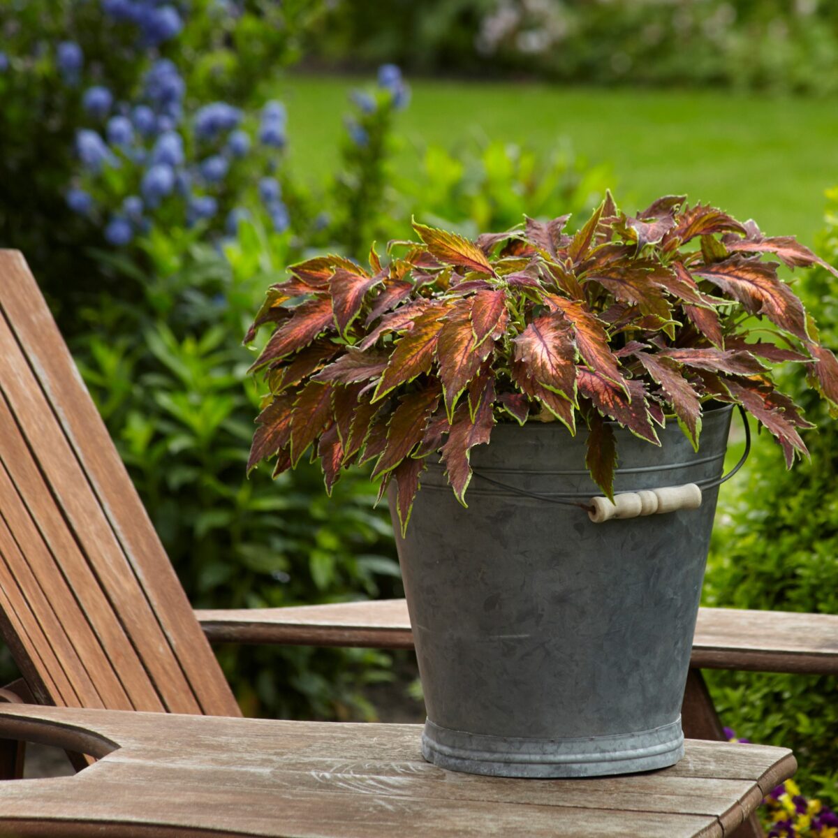 Detailed view of Coral Candy Coleus foliage with coral-pink and green tones in metal bucket on yard chair