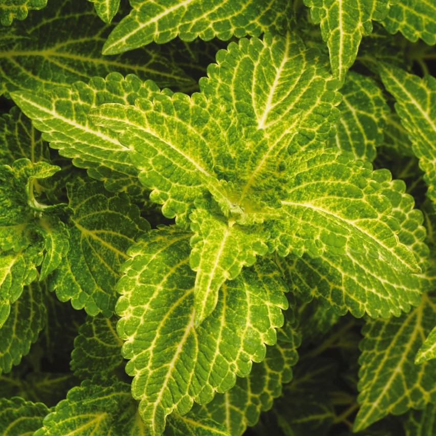 Close-up of Electric Lime Coleus leaves under sunlight, highlighting the neon green foliage