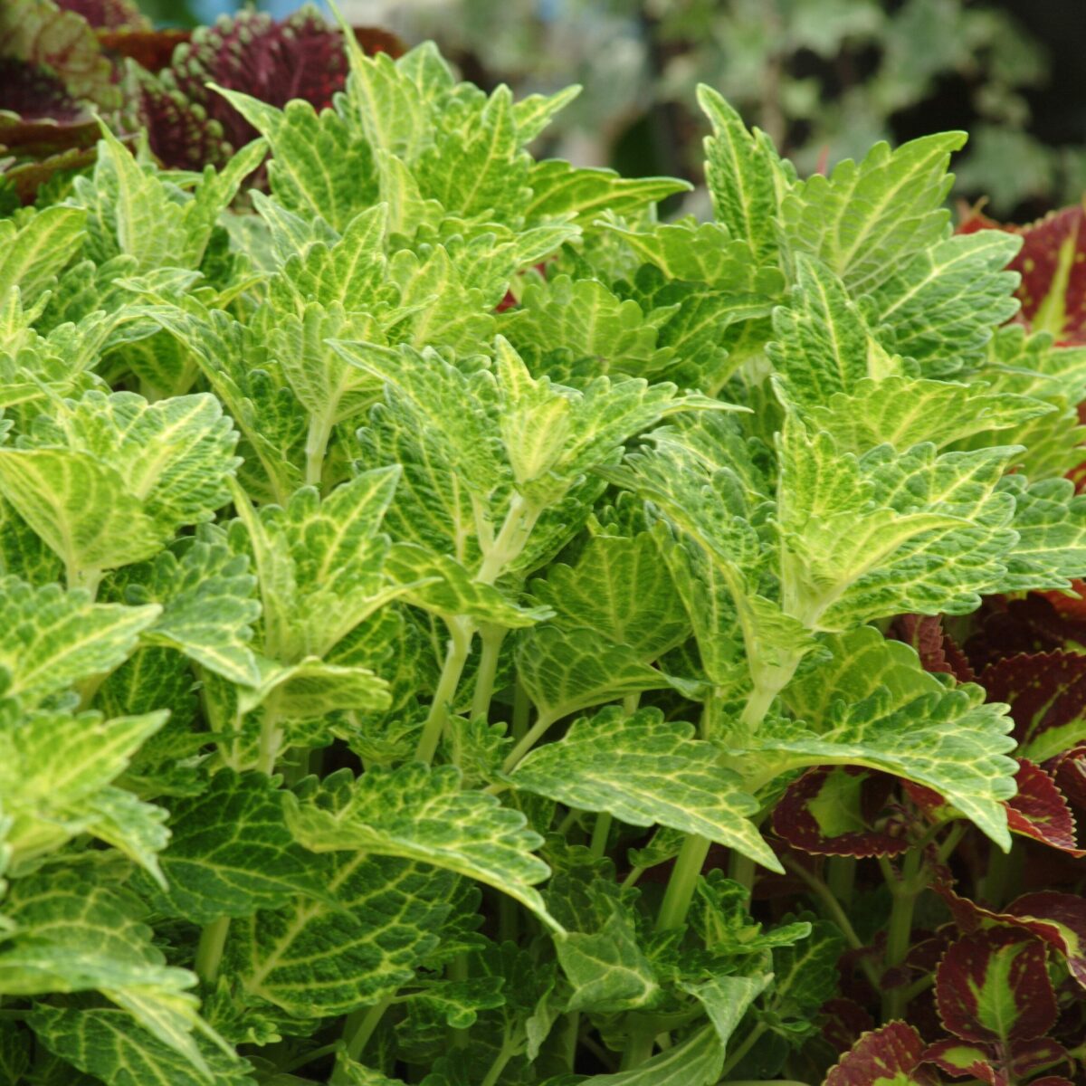 Electric Lime Coleus planting in a landscaped garden setting