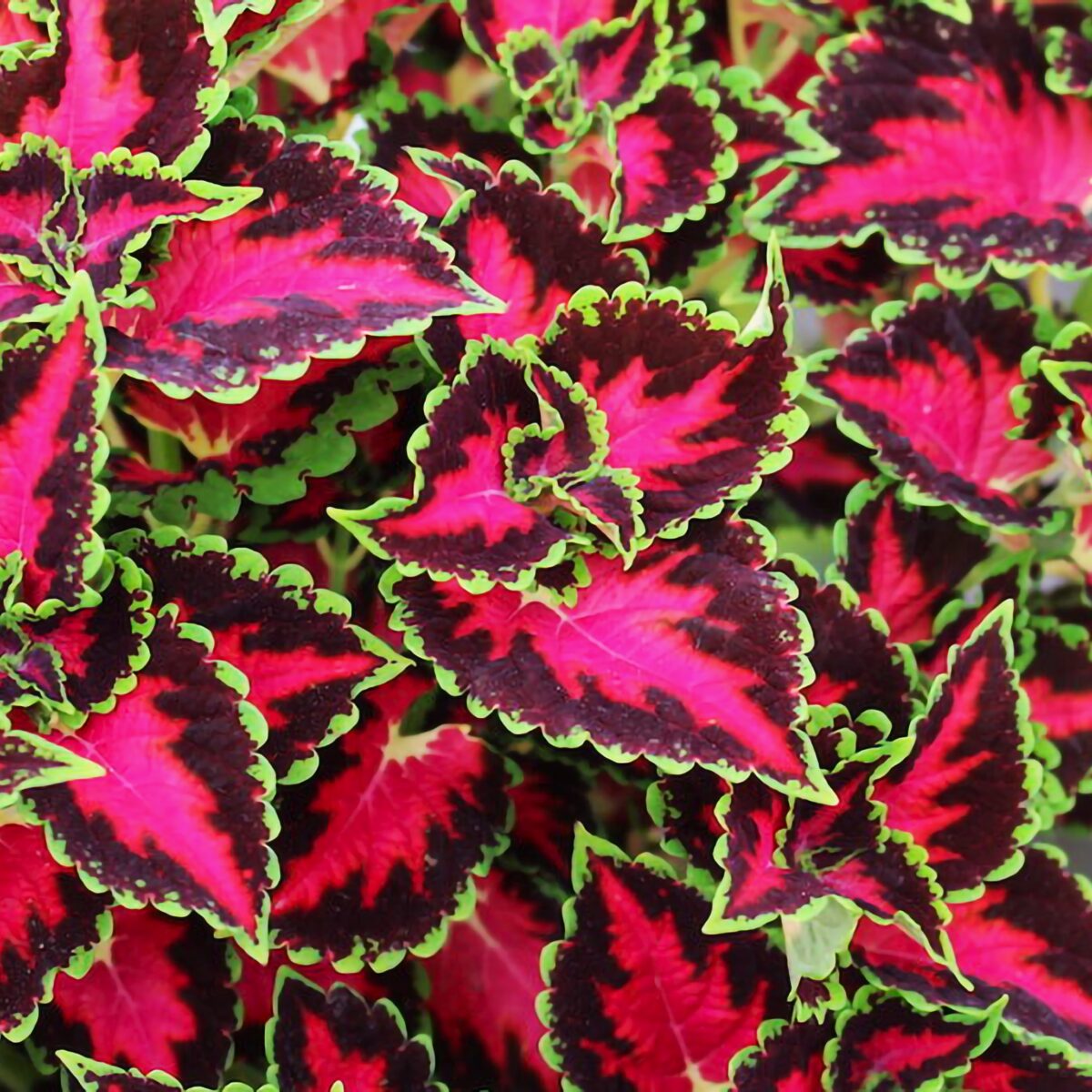 Adding Heartbreak Coleus to a mixed container for dynamic color contrasting plant