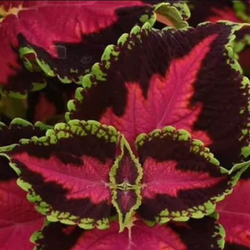 Vibrant display of Heartbreak Coleus's deep red and pink foliage in a plant