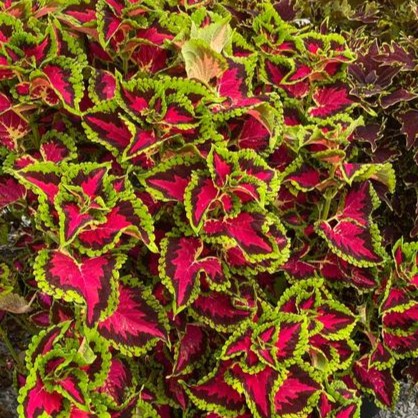 Vibrant display of the Heartbreak Coleus's plant deep red and pink foliage