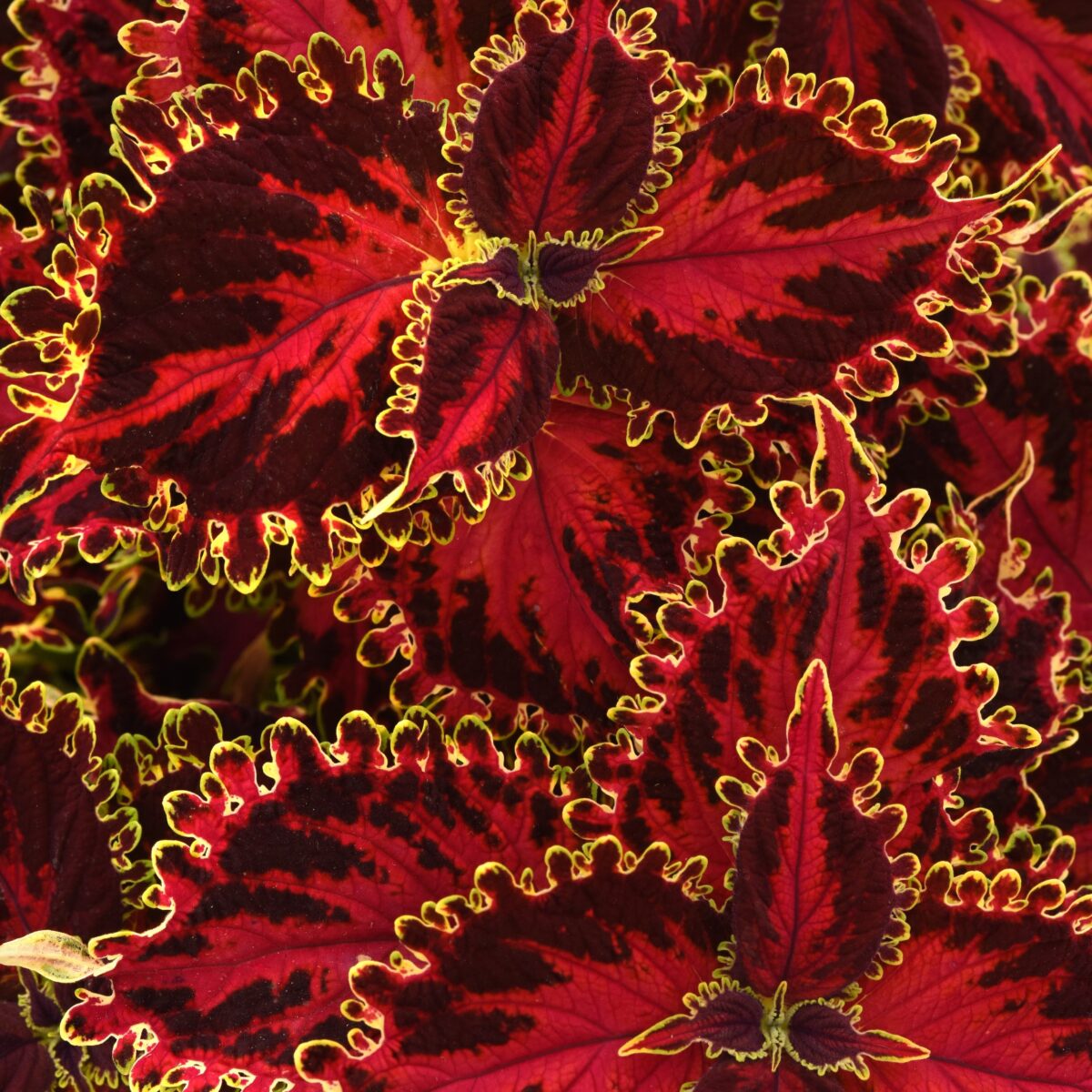 Vivid Solar Flare Coleus leaves glowing with fiery red and yellow hues
