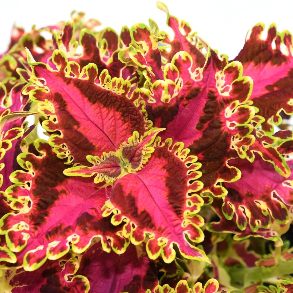 Solar Flare Coleus stands out as a dramatic focal point in a container arrangement