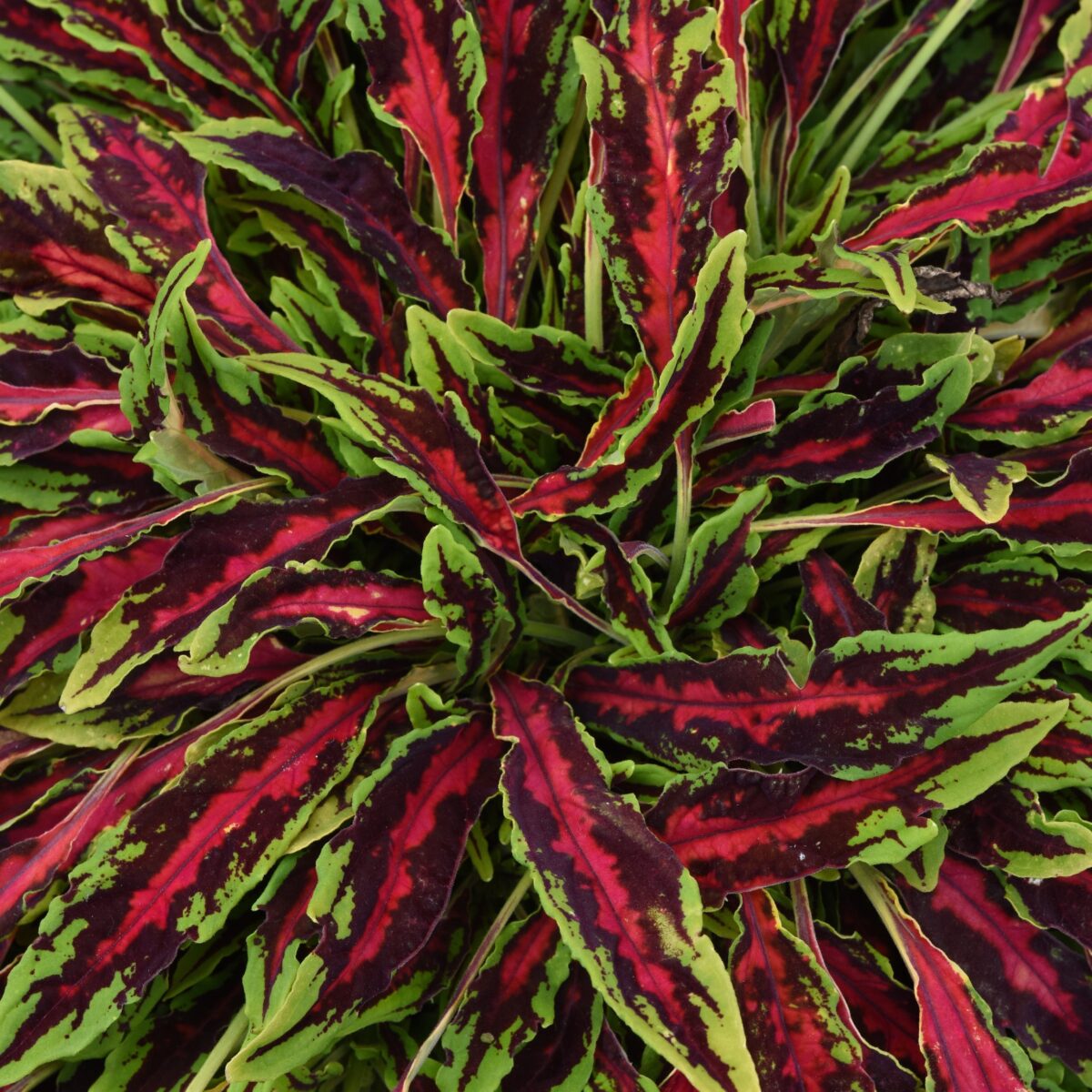 Bright Spitfire Coleus leaves showcasing hot-pink centers, rich burgundy splashes, and cool lime-green tips