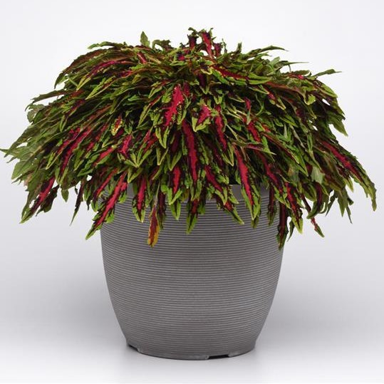 Innovative planting of Spitfire Coleus in a stylish modern container