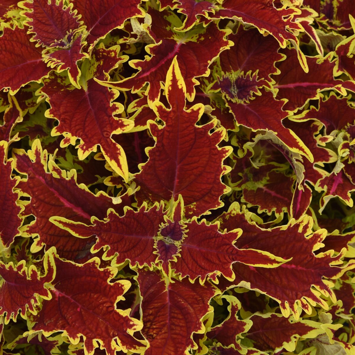 Vivid Vulcan Coleus leaves boasting fiery red centers, edged with sunny yellow margins