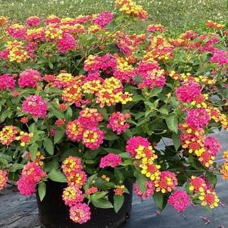 Lantana PassionFruit flourishing as a ground cover in a vibrant garden landscape